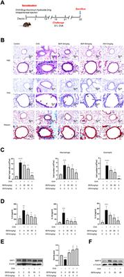 Bergenin ameliorates airway inflammation and remodeling in asthma by activating SIRT1 in macrophages to regulate the NF-κB pathway